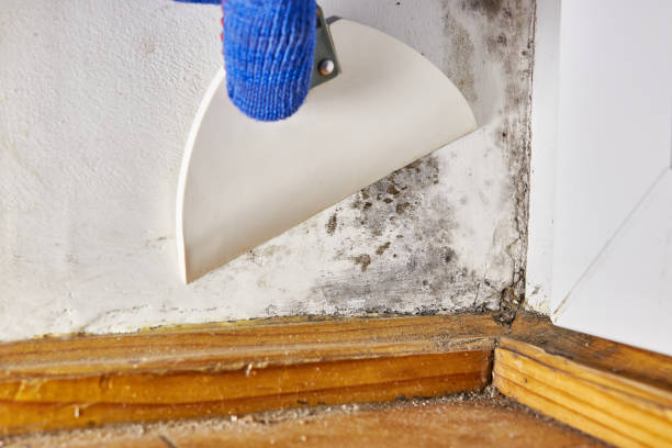 Best HVAC Mold Inspection and Cleaning  in Gainesville, TX